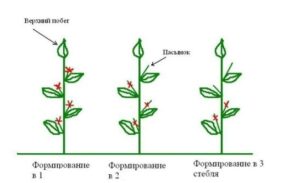 Уход за огурцами, прищипывание